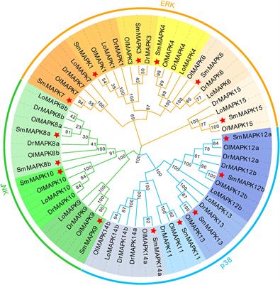 Genome-wide identification of the MAPK gene family in turbot and its involvement in abiotic and biotic stress responses